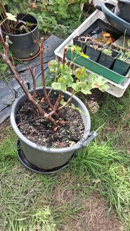 Photo of free Redcurrant Bush (Brinnington SK5) #1