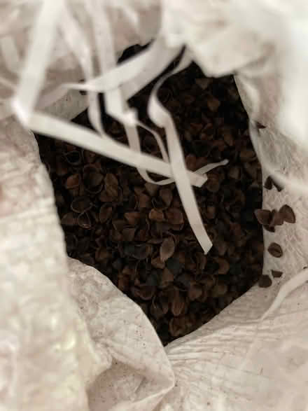 Photo of free Buckwheat Husks for craft or garden (Old Street EC2A) #2