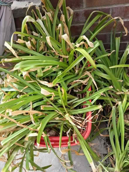 Photo of free Nerine Bowdenii bulbs (Hythe SO45) #2