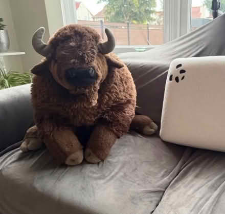 Photo of free Giant stuffed buffalo/bison (NW7) #1