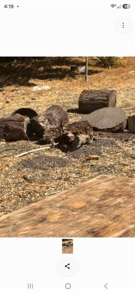 Photo of free Wood Logs (Newbury Park) #2