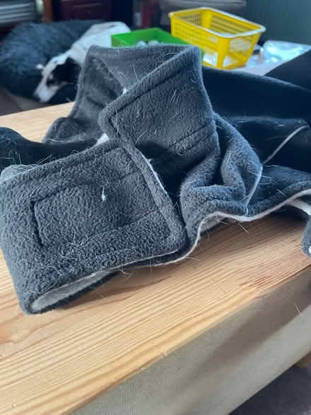 Photo of free Dog coat (Chelmsford CM2) #2