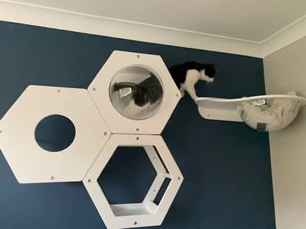 Photo of free Wall-mounted cat furnitue (Bearsden, Glasgow G61) #3