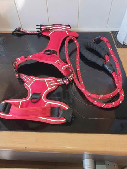 Photo of free dog harness and lead (S2 wybourn) #1
