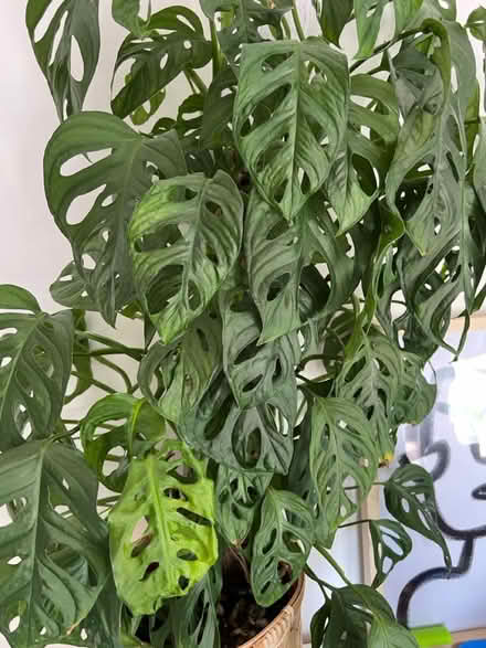 Photo of free Monstera cuttings (Woking GU21) #1