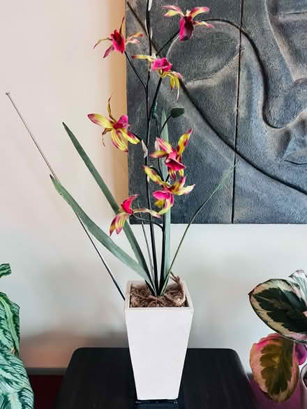 Photo of free Fake Tiger Orchid (West Bridgford NG2) #2