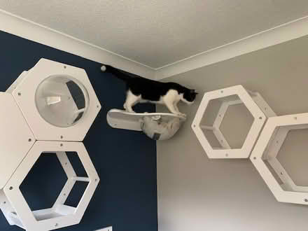 Photo of free Wall-mounted cat furnitue (Bearsden, Glasgow G61) #4