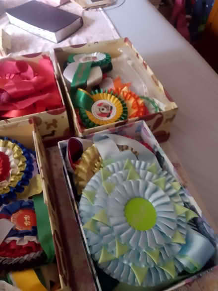 Photo of free Showing trophies & rosettes (Mousehold NR3) #2