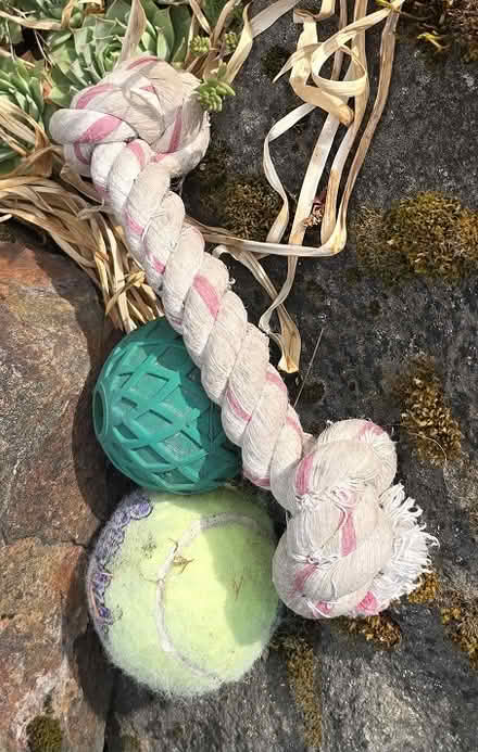 Photo of free Dog Toys (Broadview) #1