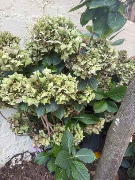 Photo of free 💐 Hydrangeas x2 (Chipping Barnet EN5) #2