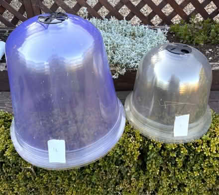 Photo of free Garden plant bells (Bromley,Hayes BR2) #1
