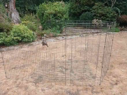 Photo of free Large piece metal grid/ wire mesh used previously for rabbit/ (Woking GU21) #1