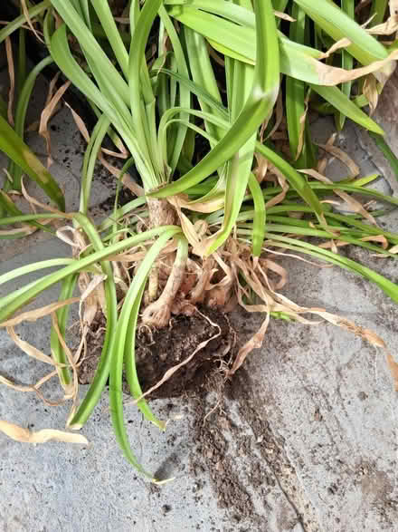 Photo of free Nerine Bowdenii bulbs (Hythe SO45) #1