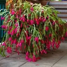 Photo of free Christmas Cactus (Brookman's Park AL9) #2