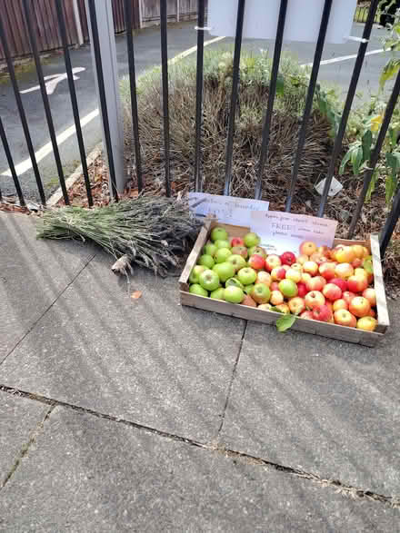 Photo of free Apples (Fazakerley L11) #1