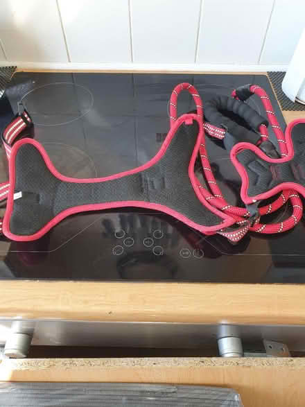 Photo of free dog harness and lead (S2 wybourn) #2