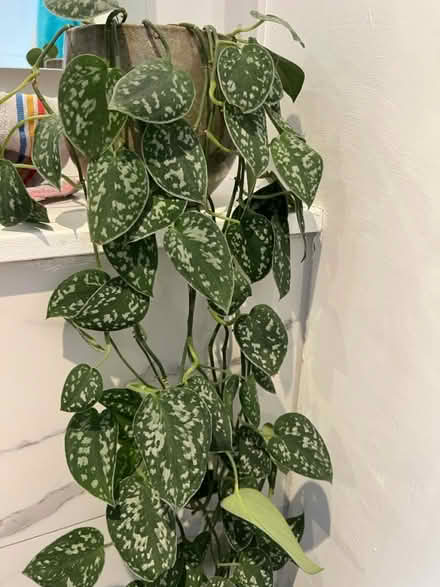 Photo of free Pothos cuttings #2 (Woking GU21) #1