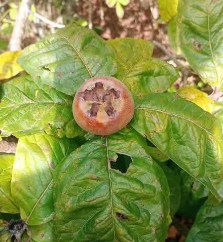 Photo of free Medlars (Cefnsuran Farm LD7) #1