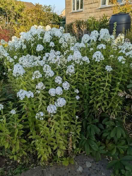 Photo of free Perennial - white phlox (Bathampton BA2) #1