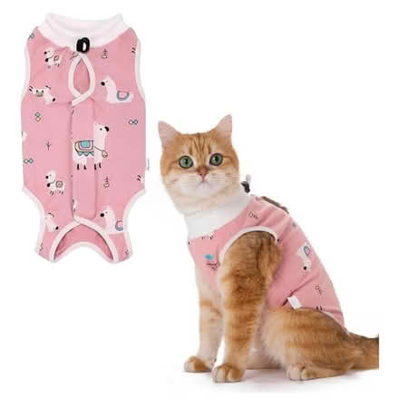 Photo of Kitten surgical suit/onsie (Johnstone PA5 9RG) #1