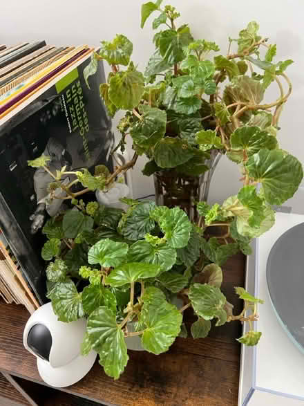 Photo of free Begonia cuttings (Woking GU21) #1