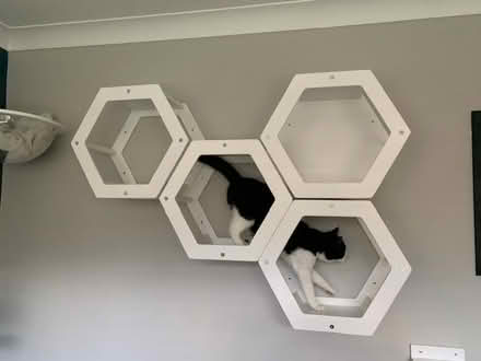 Photo of free Wall-mounted cat furnitue (Bearsden, Glasgow G61) #2