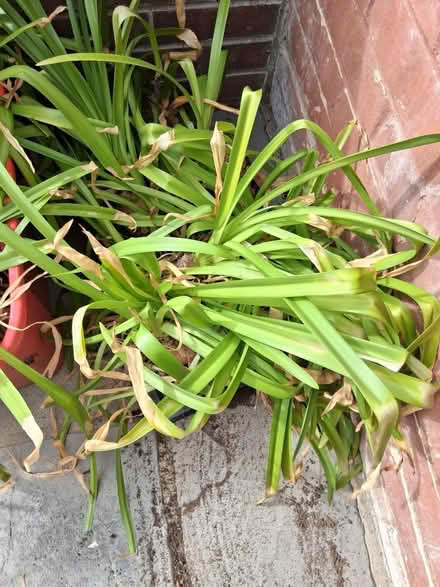 Photo of free Nerine Bowdenii bulbs (Hythe SO45) #3