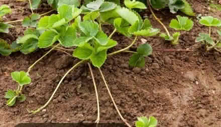 Photo of free Strawberry plants and runners (Penwortham PR1) #1