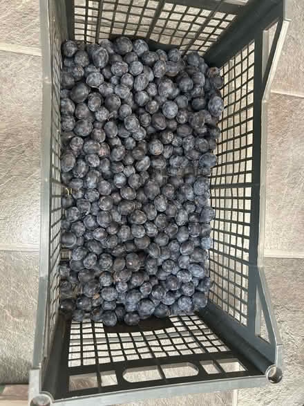 Photo of free 3+ kilos ripe damsons for jam making (Shenley Fields B29) #1