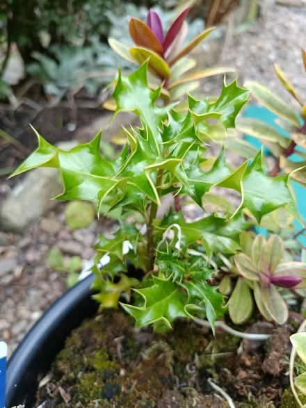Photo of free Small holly plant (Walkley, S6) #1