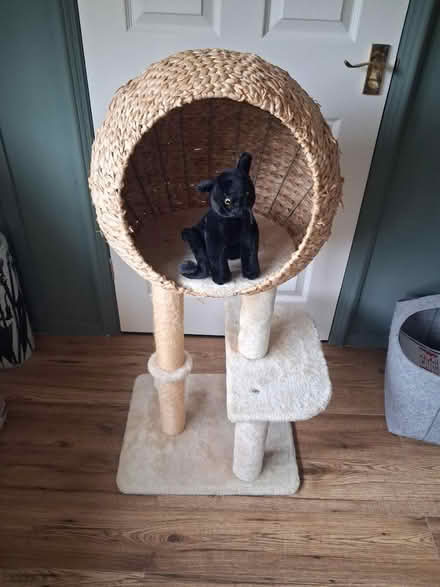 Photo of free Cat Tree (Warsash SO31) #1