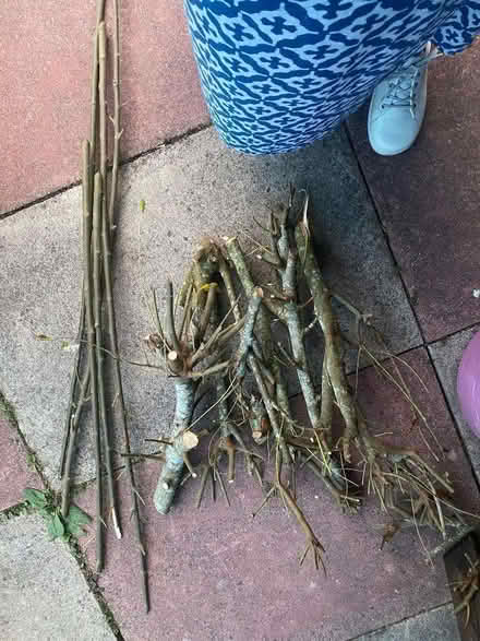 Photo of free Kindling/firewood (Beaumaris LL58) #1