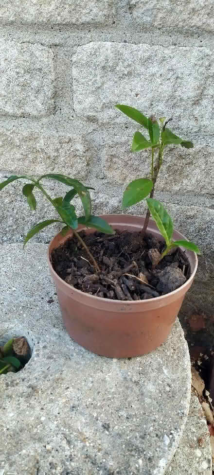 Photo of free Three laurel seedlings (Kennington OX1) #1