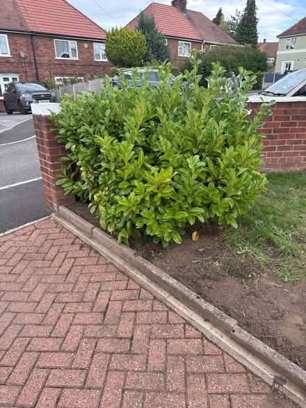 Photo of free Large Laurel bush (NG9 Stapleford) #1