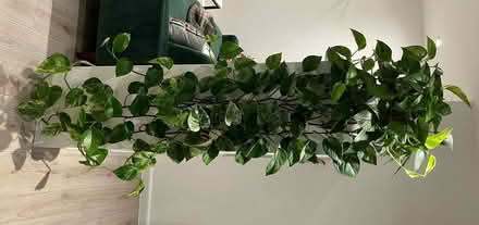Photo of free Pothos cuttings (Woking GU21) #1