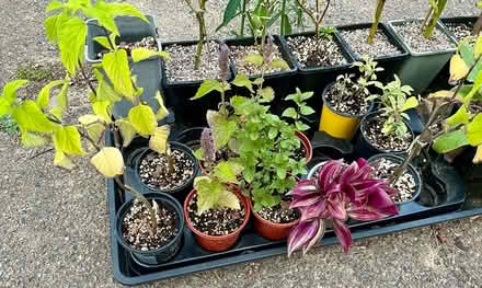 Photo of free Chocolate mint, hyssop, pretty sage (Hatfield AL10) #1