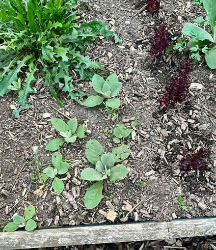 Photo of free Verbascum plants (Hatfield AL10) #3