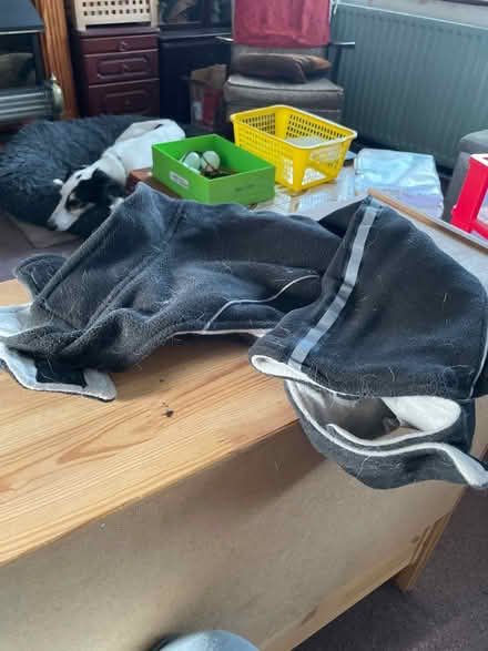 Photo of free Dog coat (Chelmsford CM2) #3