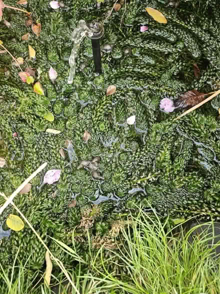 Photo of free Pond weed (ME15) #1