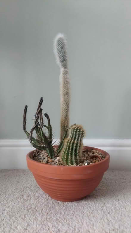 Photo of free Cacti (Glenfield, LE3) #1