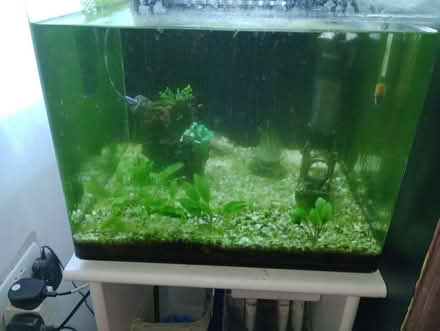 Photo of free Shrimps (Chartham CT4) #1