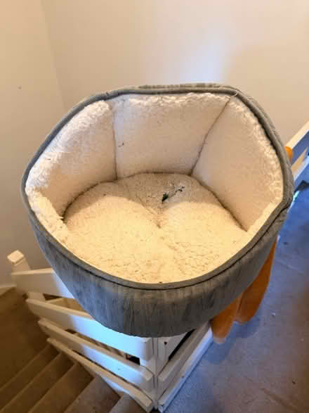 Photo of free Kitten cat bed (Walsall Wood WS8) #1