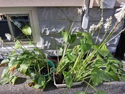Photo of free hostas (Oakwood Vaughan) #1