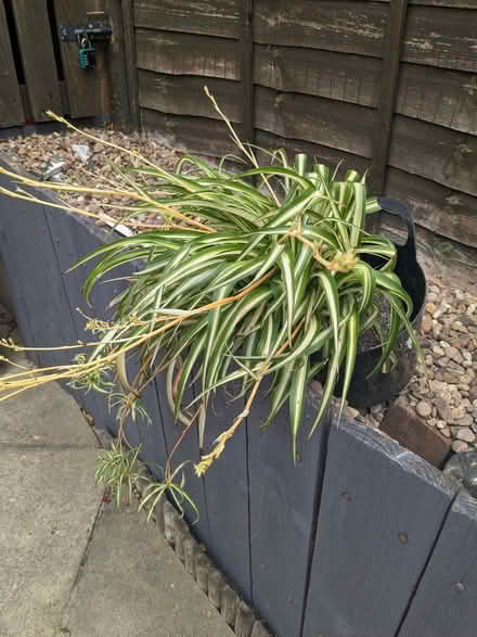 Photo of free Large Mature Spider Plant (Chapel Allerton LS7) #1