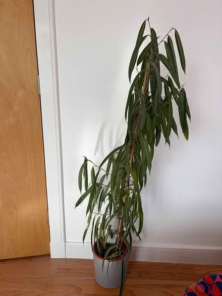 Photo of free 2 Tall Houseplants (Stanley (PH1)) #2
