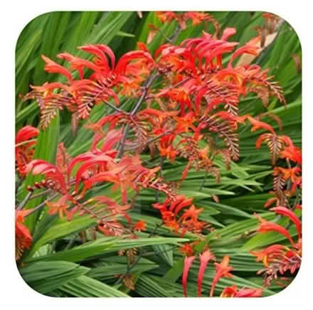Photo of free Crocosmia bulbs (Penwortham PR1) #1