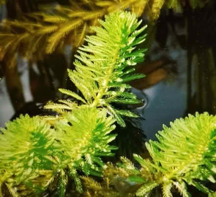 Photo of Wildlife Pond Oxygenating Plants (Seaside BN22) #1