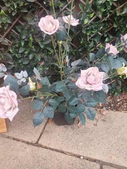 Photo of free Artificial rose plant. (Elstow MK42) #1