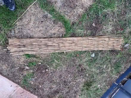 Photo of free Bamboo (brixham devon TQ5) #1