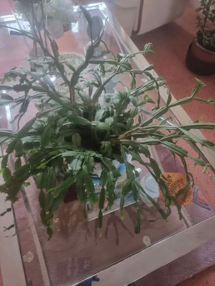 Photo of free Plant (Rise Park NG5) #1
